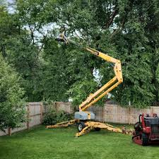 How Our Tree Care Process Works  in Springfield, MA